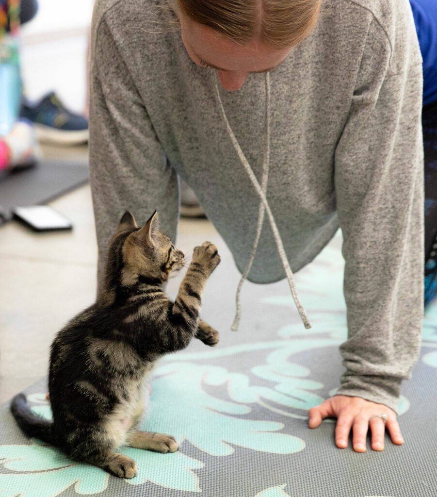 A kitten decides to play with the drawstrings on Sarah Knudsen’s shirt during Kitten Yoga at the Everett Animal Shelter on Saturday, April 13, 2024, in Everett, Washington. (Ryan Berry / The Herald)
