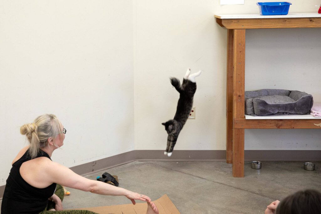 Lewis the cat takes a dive during Kitten Yoga at the Everett Animal Shelter on Saturday, April 13, 2024, in Everett, Washington. (Ryan Berry / The Herald)
