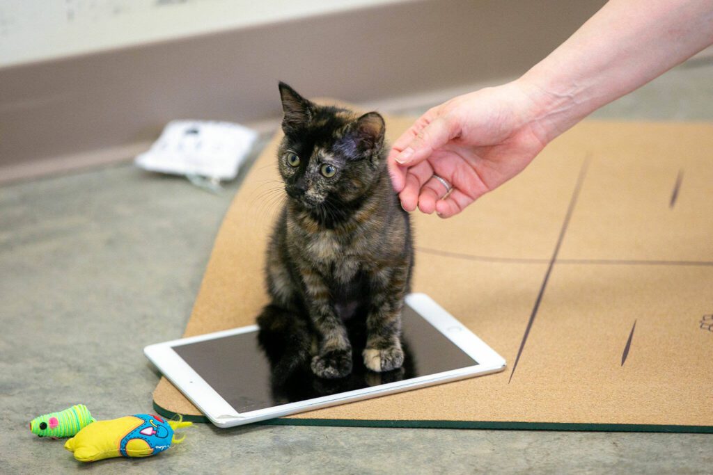 A kitten fits, therefore sits, on an iPad being use to play peaceful music during Kitten Yoga at the Everett Animal Shelter on Saturday, April 13, 2024, in Everett, Washington. (Ryan Berry / The Herald)
