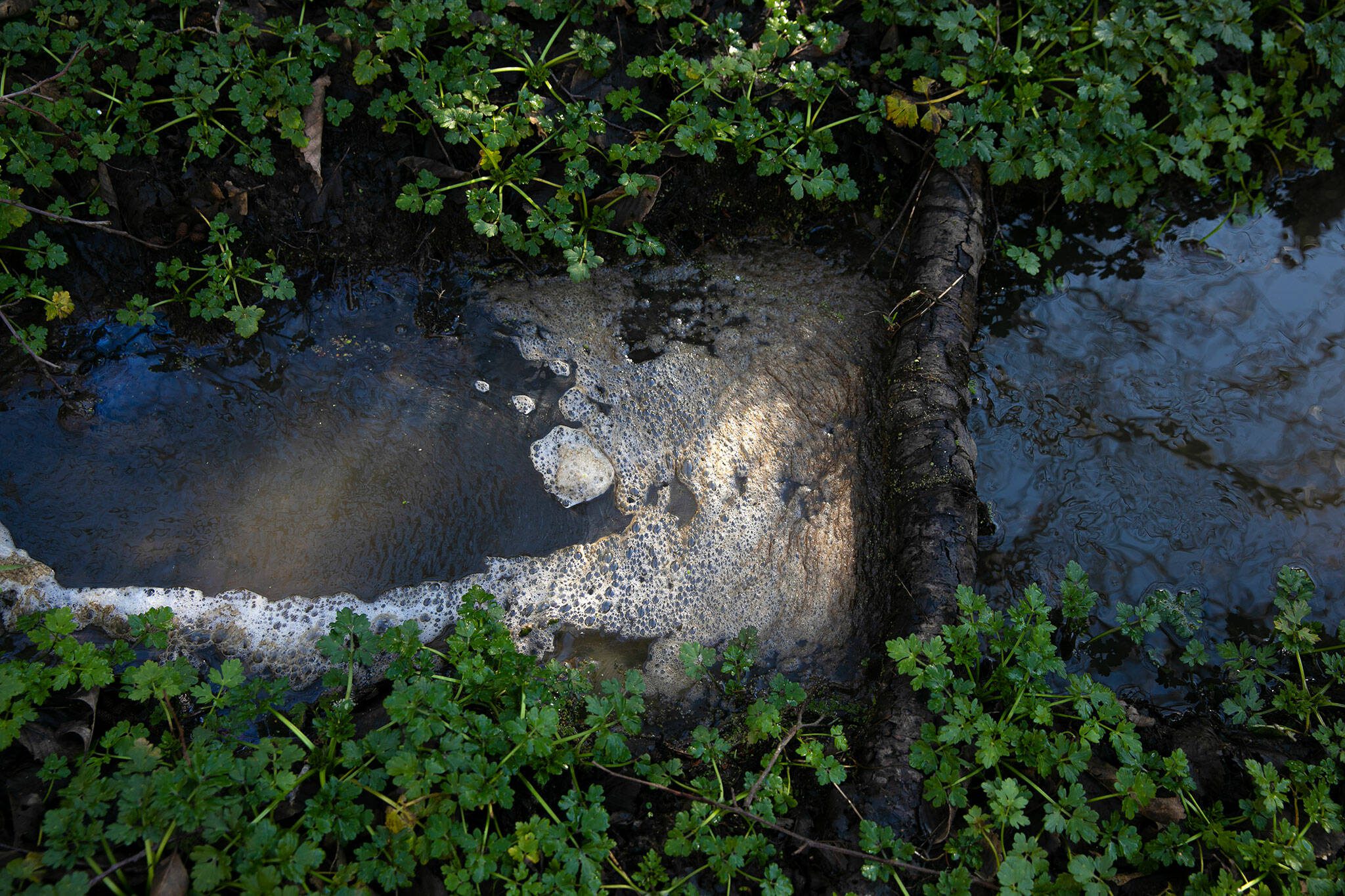 Foamy brown water, emanating a smell similar to sewage, runs along the property line of Lisa Jansson’s home after spilling off from the DTG Enterprises property on Tuesday, March 5, 2024, in Snohomish, Washington. Jansson said the water in the small stream had been flowing clean and clear only a few weeks earlier. (Ryan Berry / The Herald)