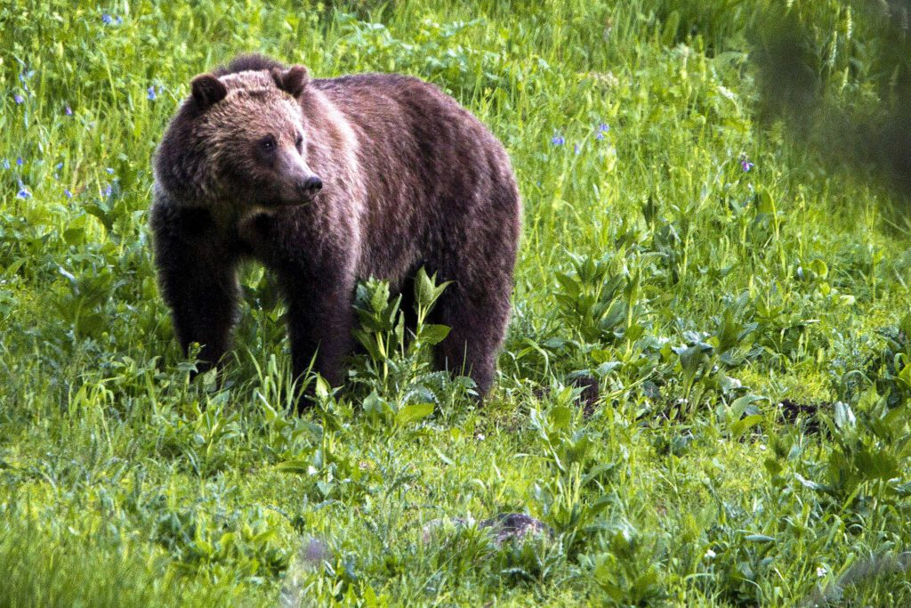 A grizzly bear is seen on July 6, 2011, while roaming near Beaver Lake in Yellowstone National Park, Wyoming. (AP Photo / Jim Urquhart)
