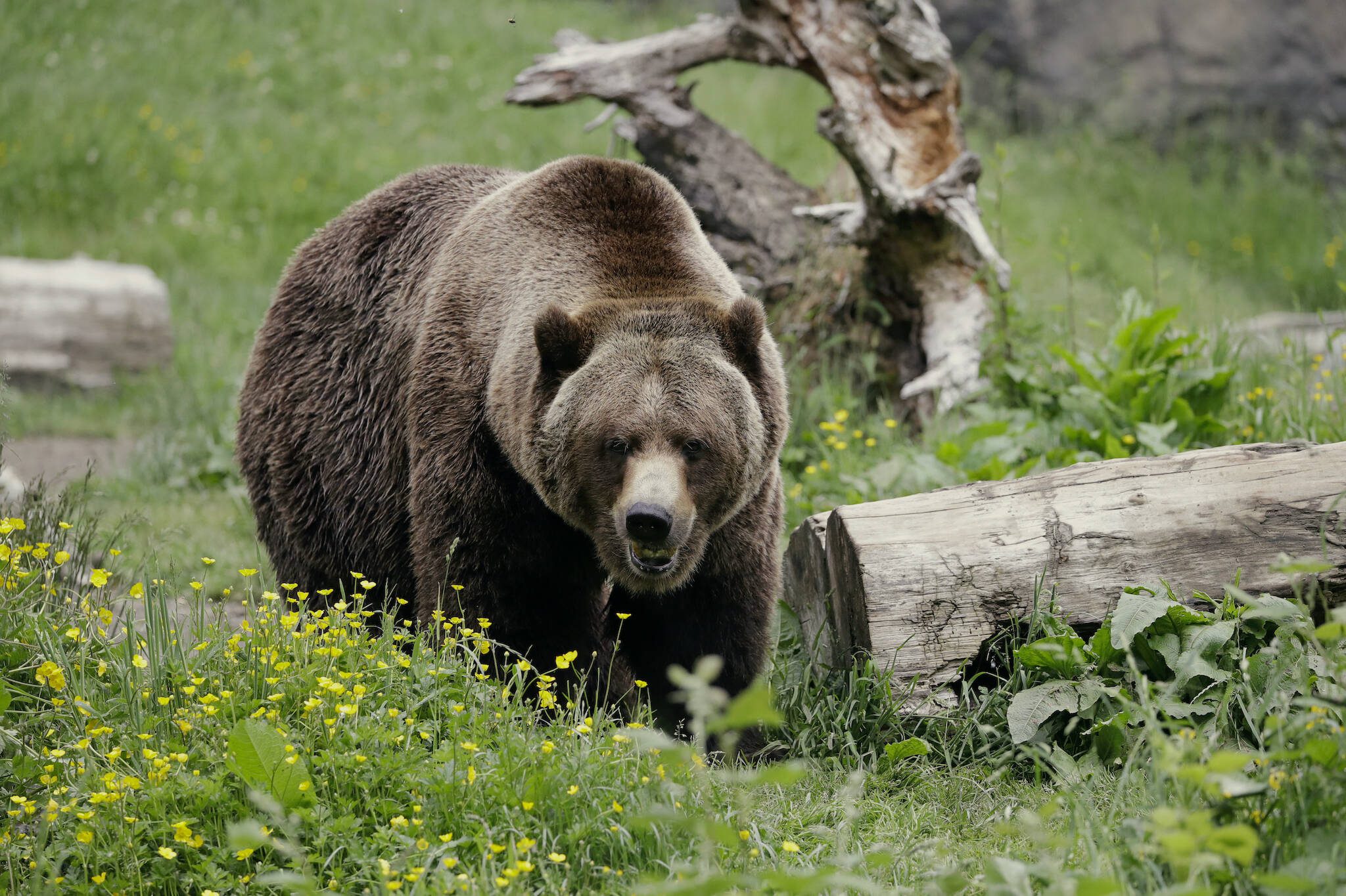 A grizzly bear roams an exhibit at the Woodland Park Zoo May 26, 2020. Grizzly bears once roamed the rugged landscape of the North Cascades in Washington state but few have been sighted in recent decades. (AP Photo/Elaine Thompson, File)