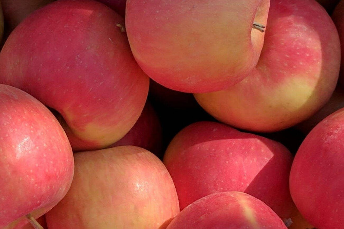 Featuring a pink blush over a yellow background, WA 64 combines qualities of Honeycrisp and Cripps Pink (aka Pink Lady) for a firm, crisp, sweet and tart bite. A naming contest for the new apple runs through May 5, 2024. (Photo provided by Washington State University)