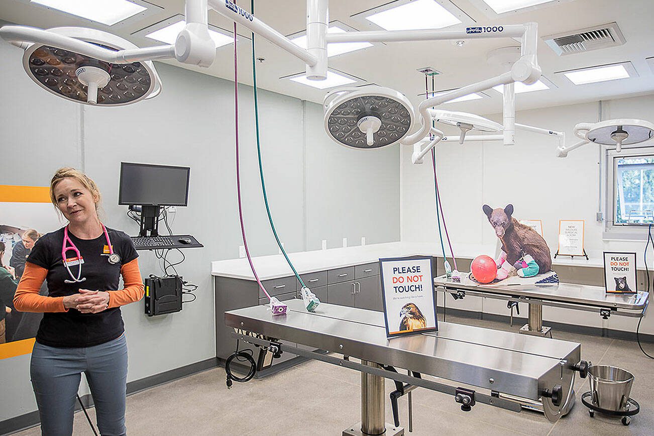 PAWS Veterinarian Bethany Groves in the new surgery room at the newest PAWS location on Saturday, April 20, 2024 in Snohomish, Washington. (Olivia Vanni / The Herald)