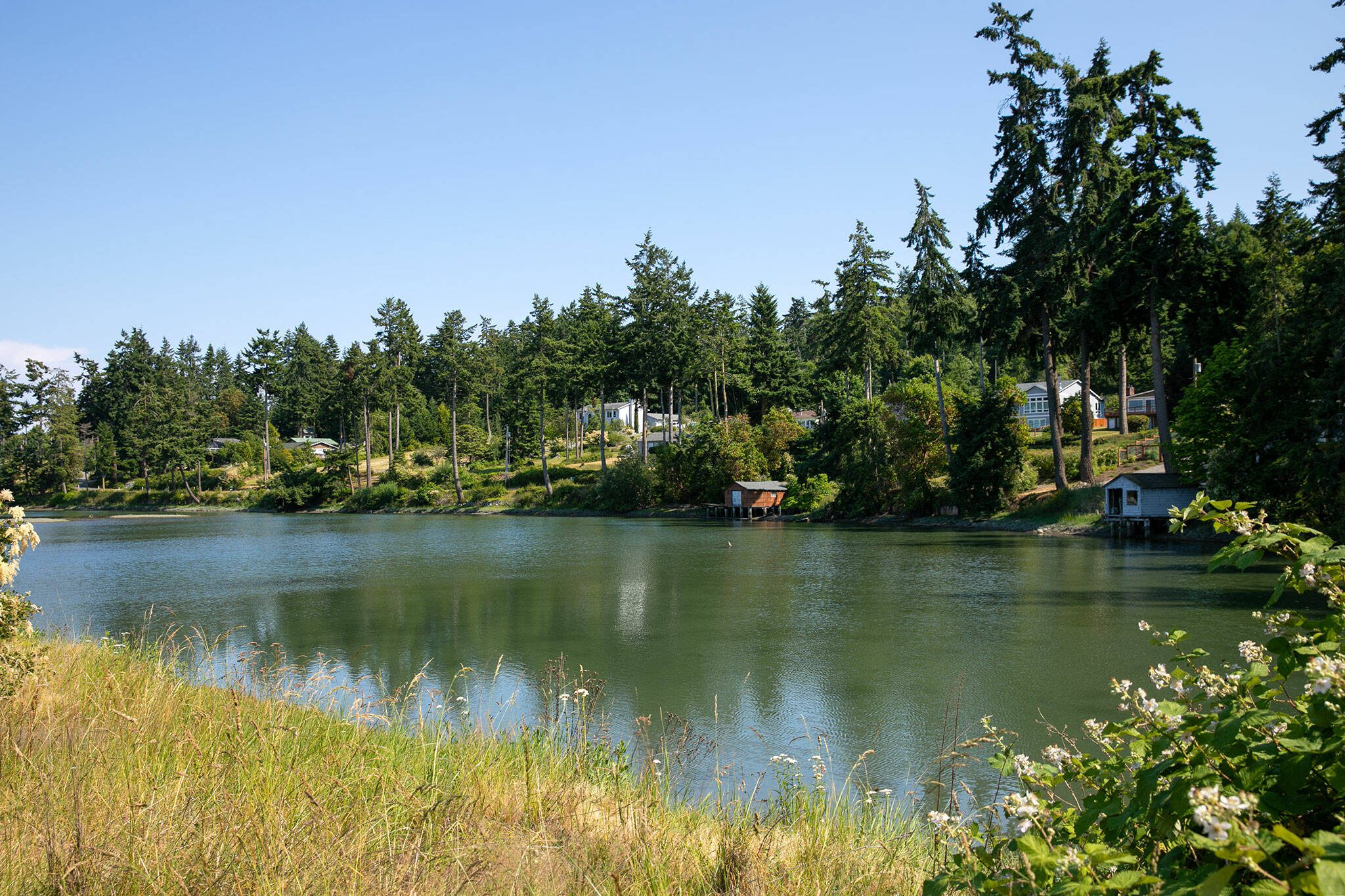 Houses are nestled on the hillside above Harrington Lagoon, downhill from a water well that for over a year has tested positive for PFAS on Thursday, June 22, 2023, in Coupeville, Washington. (Ryan Berry / The Herald)