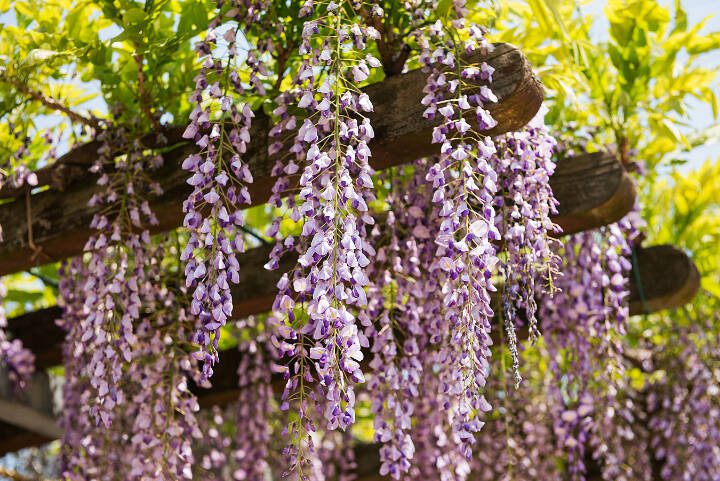Lavendar wisteria flowers hang from an overhead trellis. (Getty Images)