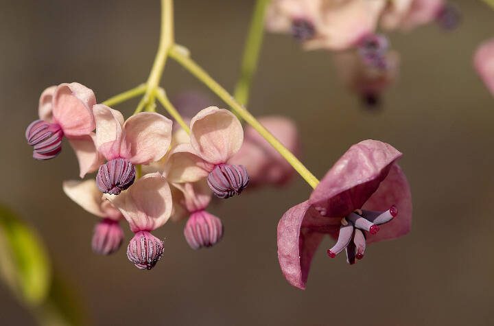 Chocolate Vine akebia flowers in bloom. (Getty Images)
