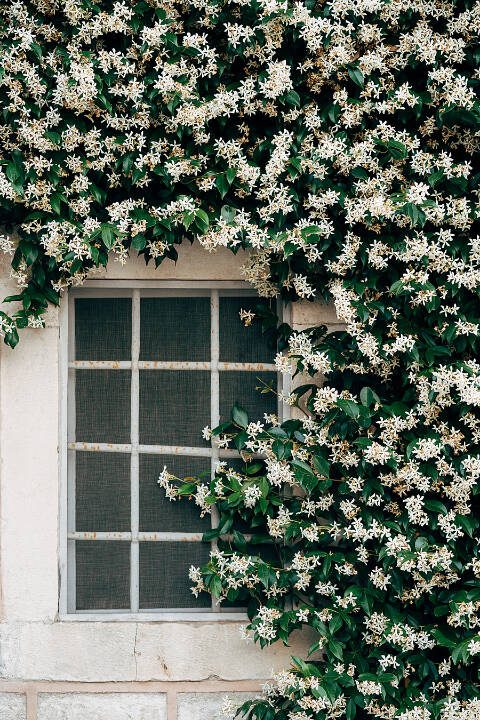 Jasmine with small white flowers clings to an exterior wall near a window. (Getty Images)
