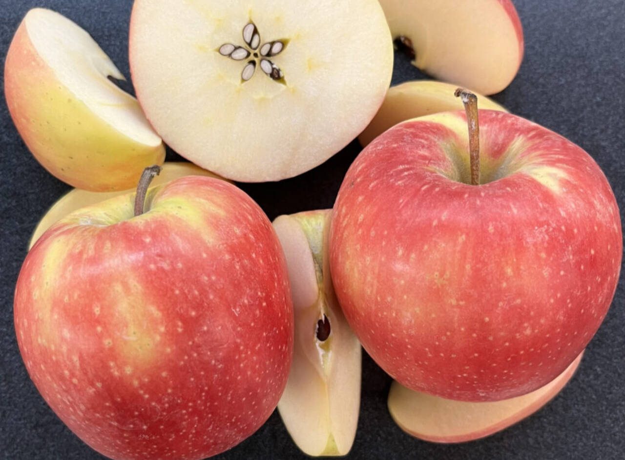 A new apple variety, WA 64, has been developed by Washington State University’s apple breeding program. The college is taking suggestions on what to name the variety. (WSU College of Agricultural, Human and Natural Resource Sciences)