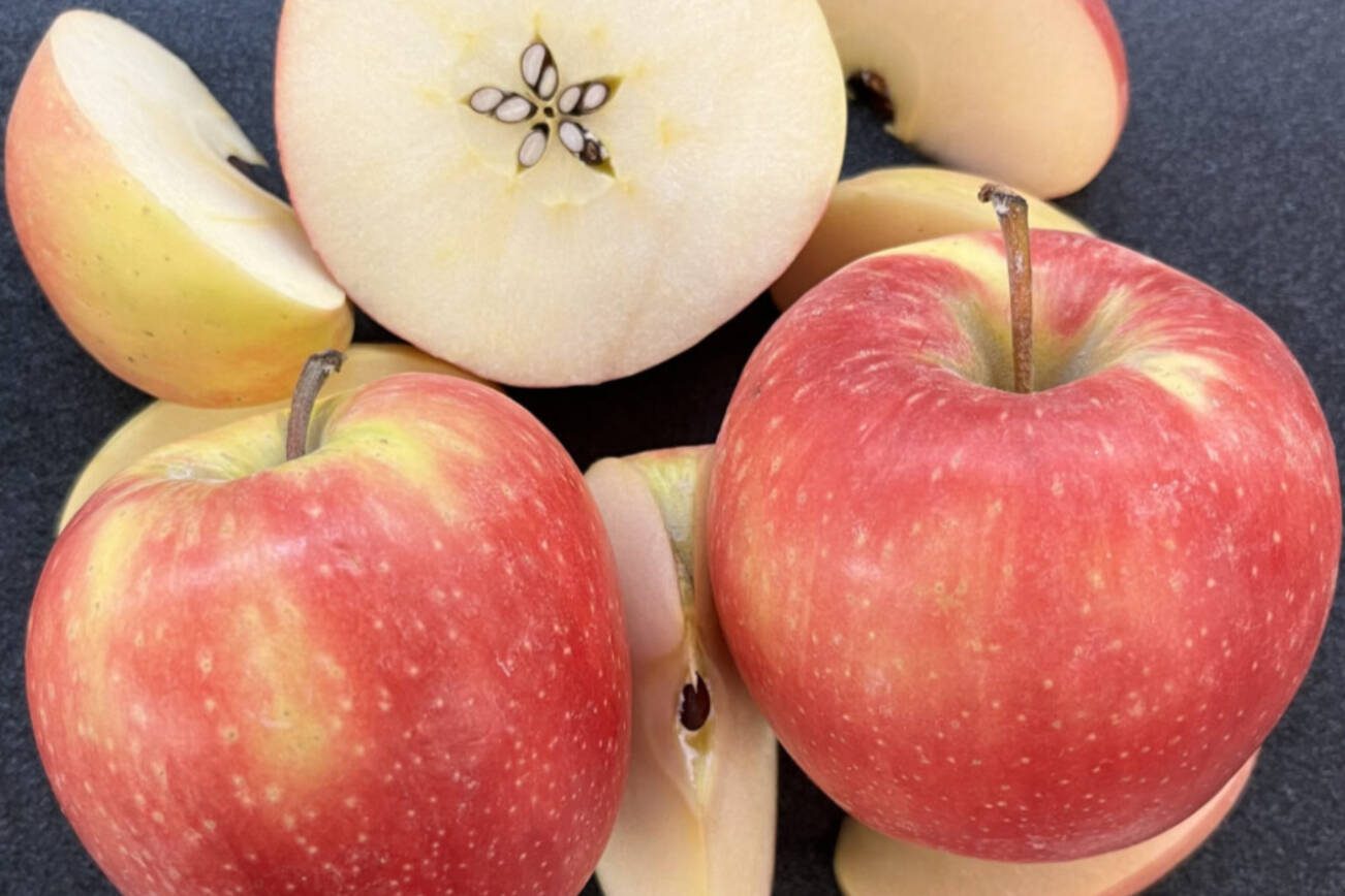 A new apple variety, WA 64, has been developed by WSU's College of Agricultural, Human and Natural Resource Sciences. The college is taking suggestions on what to name the variety. (WSU)