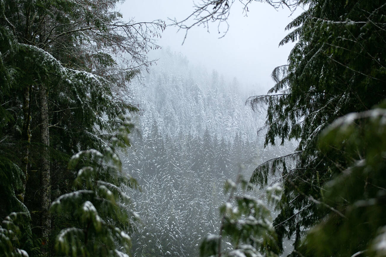 Snow dusts the treeline near Heather Lake Trailhead in the area of a disputed logging project on Tuesday, April 11, 2023, outside Verlot, Washington. (Ryan Berry / The Herald)