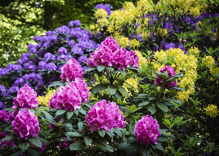 Rhododendron flowers of various colors bloom in a woodland garden that offers protection from prolonged direct sun exposure while allowing in dappled and indirect sunlight. (Getty Images)