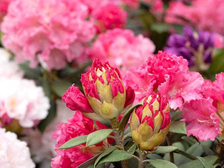 A rhododendron flower bud begins to open up. (Getty Images)
