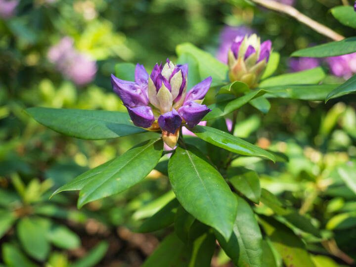 Rhododendron flower buds begin to open up.
