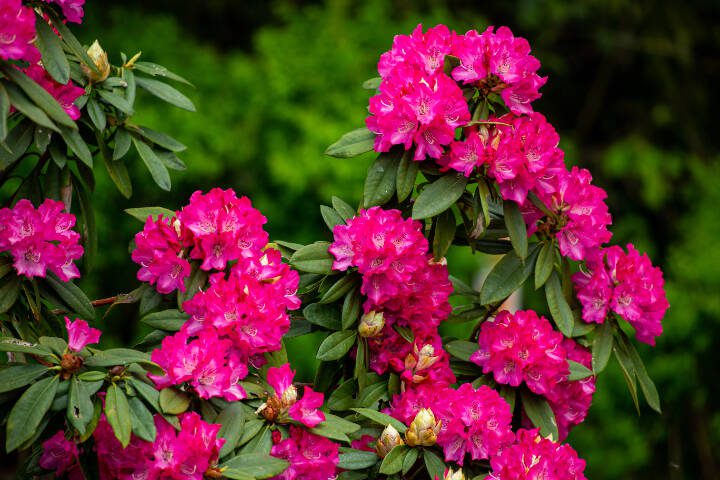 Hot-pink rhododendron flowers pop in a shady woodland garden. (Getty Images)
