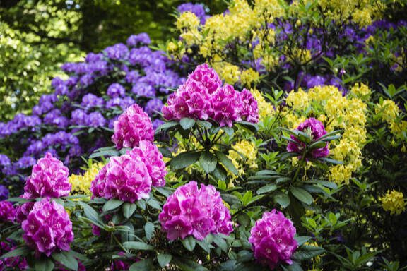 beautiful colors of rhododendron flowers