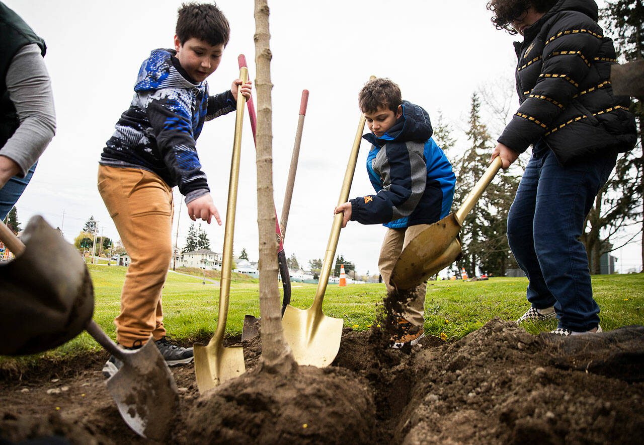 Hawthorne Elementary students Kayden Smith, left, John Handall and Jace Debolt use their golden shovels to help plant a tree at Wiggums Hollow Park in celebration of Washington’s Arbor Day on Wednesday, April 13, 2022 in Everett. (Olivia Vanni / The Herald)