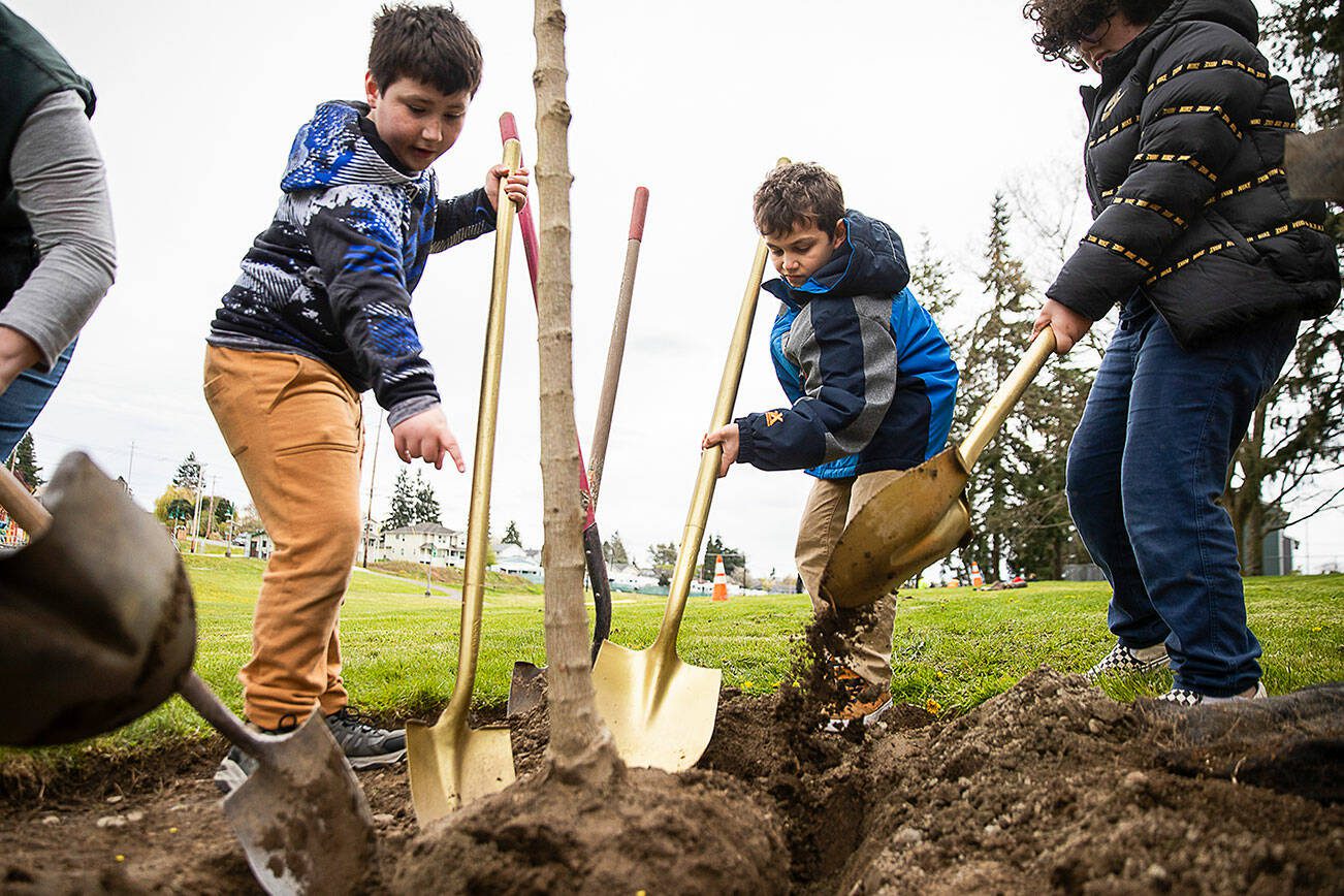 Hawthorne Elementary students Kayden Smith, left, John Handall and Jace Debolt use their golden shovels to help plant a tree at Wiggums Hollow Park  in celebration of Washington’s Arbor Day on Wednesday, April 13, 2022 in Everett. (Olivia Vanni / The Herald)