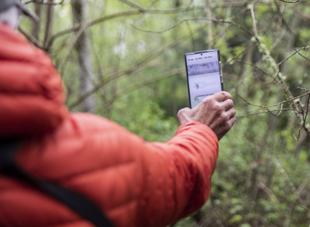President of Pilchuck Audubon Bill Derry uses his phone to identify a bird call at the Narbeck Wetland Sanctuary on Wednesday, April 24, 2024 in Everett, Washington. (Olivia Vanni / The Herald)
