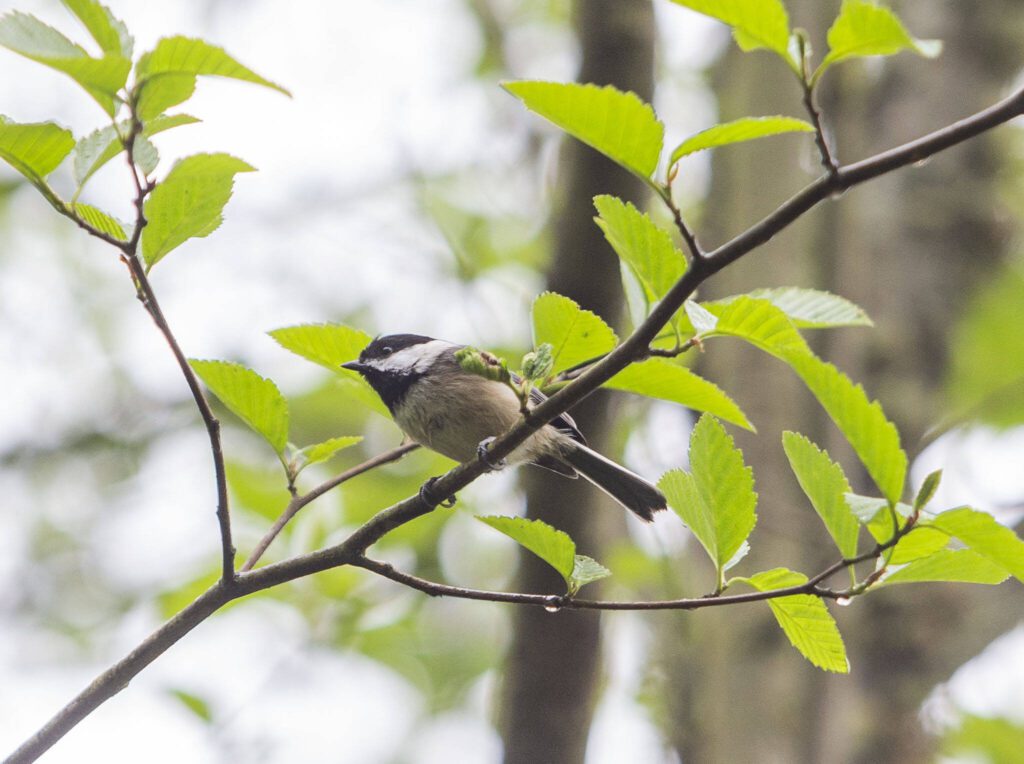 Olivia Vanni / The Herald
ABOVE: A black-capped chickadee sits on a branch in the Narbeck Wetland Sanctuary on April 24, in Everett. BELOW: Bill Derry, president of Pilchuck Audubon, uses his phone to identify a bird call at the sanctuary.
