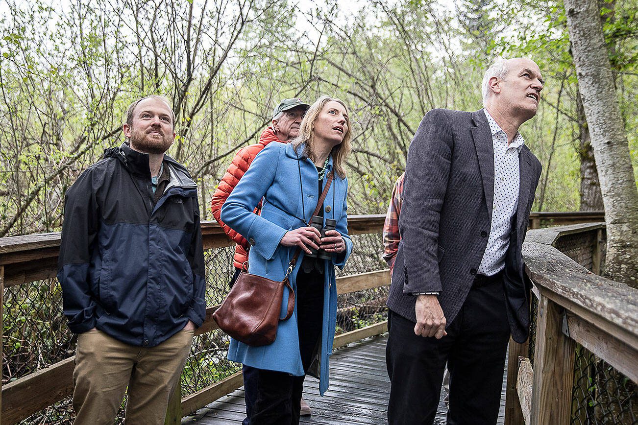 Executive Director of Pilchuck Audubon Brian Zinke, left, Director of Bird Conservation for Audubon Washington Trina Bayard, center, and Rep. Rick Larsen look up at a bird while walking in the Narbeck Wetland Sanctuary on Wednesday, April 24, 2024 in Everett, Washington. (Olivia Vanni / The Herald)