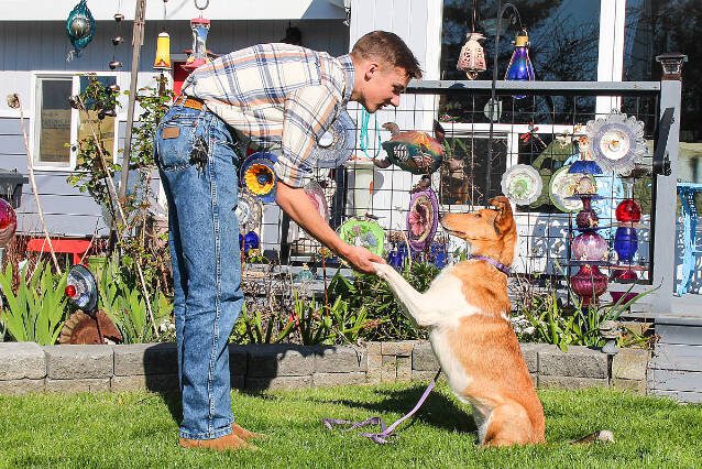 Brayden Burn shakes Tsunami’s paw. Tsunami is a 2-year-old smooth sable collie, a breed that breeder Corinne Boon said is going extinct in Europe, despite being a good family and herding pet. (Luisa Loi / Whidbey News-Times)