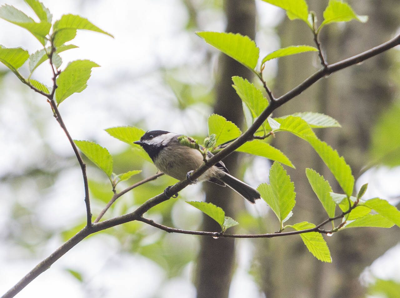 A black-capped chickadee sits on a branch at the Narbeck Wetland Sanctuary on April 24, in Everett. (Olivia Vanni / The Herald)