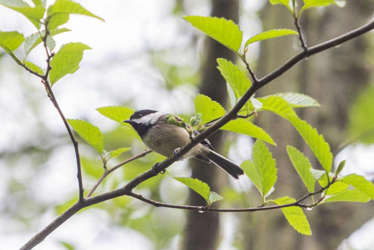 A Black-capped Chickadee sits on a branch in the Narbeck Wetland Sanctuary on Wednesday, April 24, 2024 in Everett, Washington. (Olivia Vanni / The Herald)