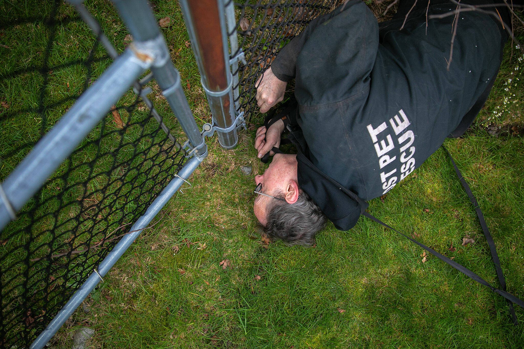 Pet detective Jim Branson lies in the grass to look for any evidence of fur caught on a fence in a high-traffic area of someone’s yard on Saturday, March 2, 2024, in Everett, Washington. (Ryan Berry / The Herald)