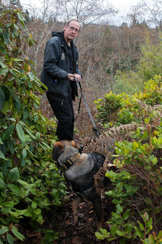 Pet detective Jim Branson and three-year-old Rafael the dog follow a trail through a neighborhood while trying to catch the scent of Lyanna the cat on Saturday, March 2, 2024, in Everett, Washington. (Ryan Berry / The Herald)
