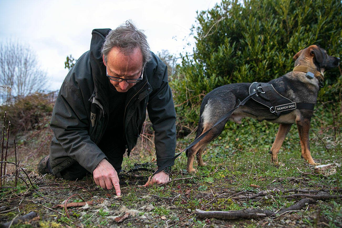 Pet detective Jim Branson stops to poke through some fur that Raphael the dog found while searching on Saturday, March 2, 2024, in Everett, Washington. Branson determined the fur in question was likely from a rabbit, and not a missing cat.(Ryan Berry / The Herald)