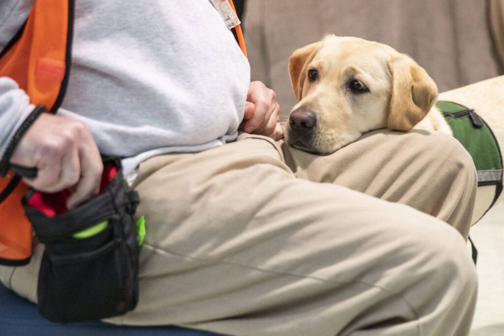 A dog rests its head on his trainer’s leg waiting for a treat during a weekly meeting of the Summit Assistance Dogs program at the Monroe Correctional Complex on Tuesday, Feb. 6, 2024 in Monroe, Washington. (Olivia Vanni / The Herald)
