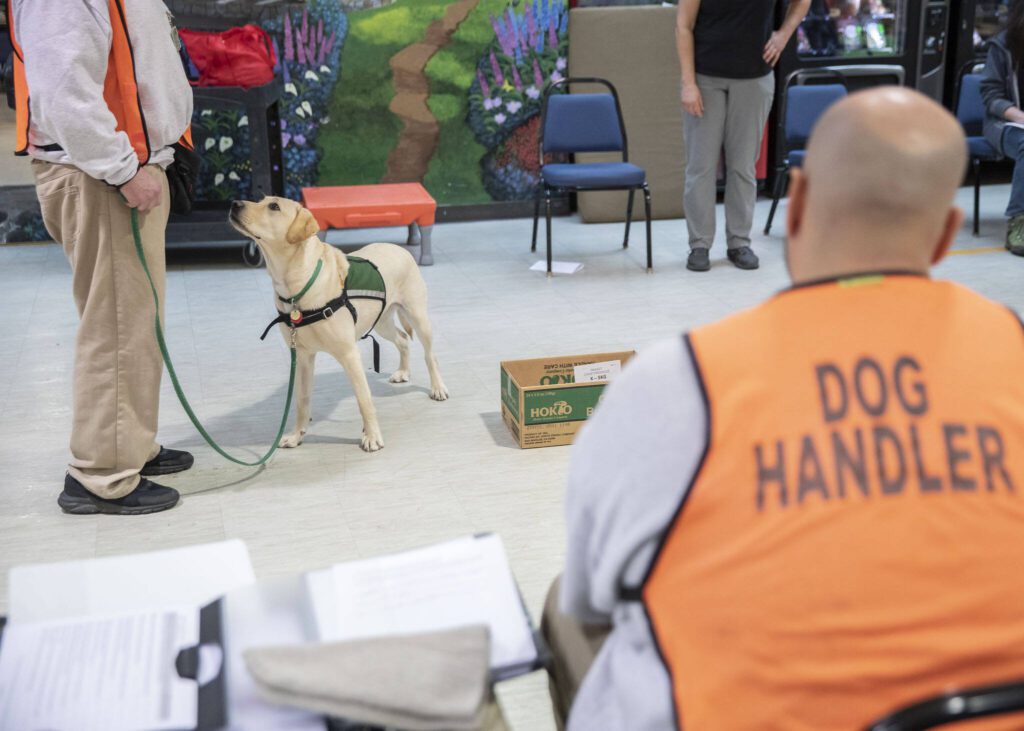 A dog looks up at its trainer for the next command during a training exercise at a weekly meeting of the Summit Assistance Dogs program at the Monroe Correctional Complex on Tuesday, Feb. 6, 2024 in Monroe, Washington. (Olivia Vanni / The Herald)
