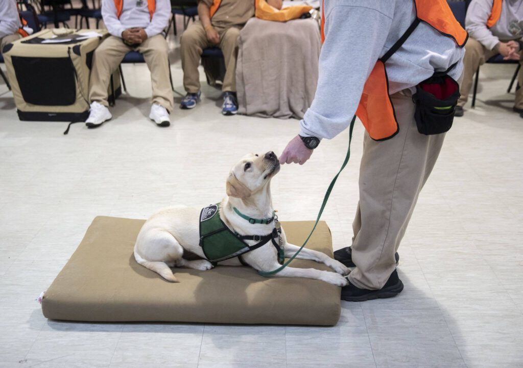 A trainer entices their dog to lay down on a mat for a training exerciser during a weekly meeting of the Summit Assistance Dogs program at the Monroe Correctional Complex on Tuesday, Feb. 6, 2024 in Monroe, Washington. (Olivia Vanni / The Herald)

