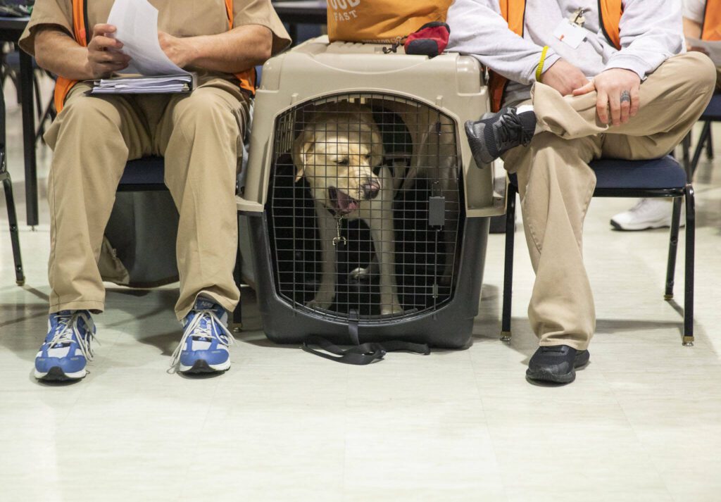 A service dog in training yawns in its crate while it waits for its turn at a training exercise on Tuesday, Feb. 6, 2024 in Monroe, Washington. (Olivia Vanni / The Herald)
