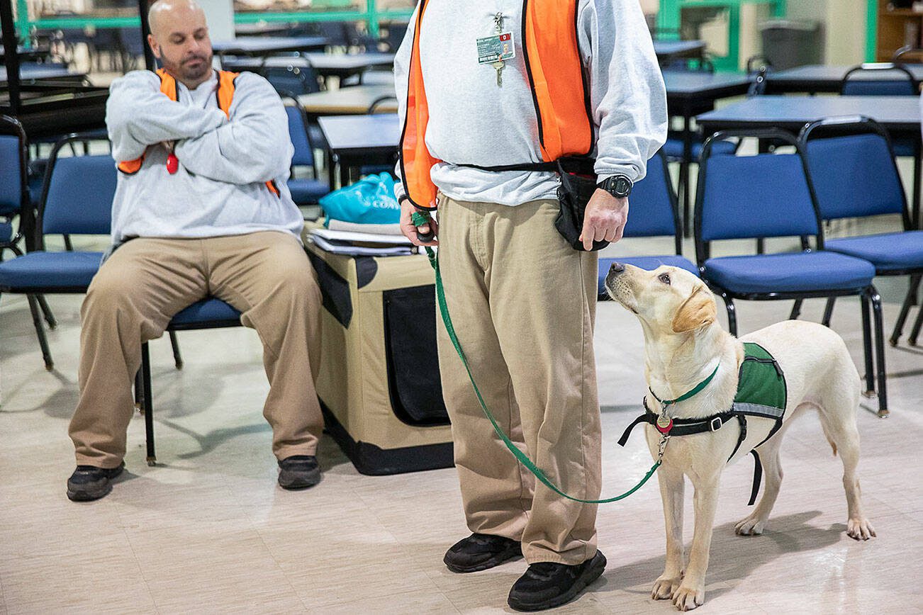 A dog looks up at its trainer for the next command during a training exercise at a weekly meeting of the Summit Assistance Dogs program at the Monroe Correctional Complex on Tuesday, Feb. 6, 2024 in Monroe, Washington. (Olivia Vanni / The Herald)