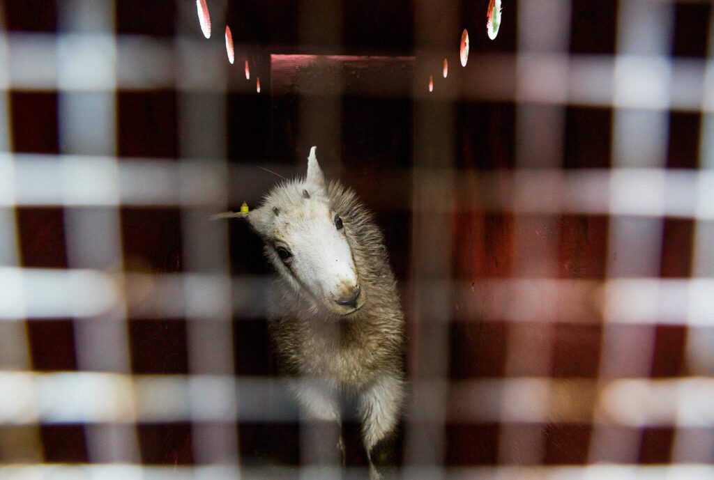 A female kid mountain goat stands in a crate before being transferred to Stillaguamish Peak from the Mountain Loop Highway bridge over the South Fork Sauk River on Sept. 12, 2018 near Granite Falls. (Olivia Vanni / The Herald)
