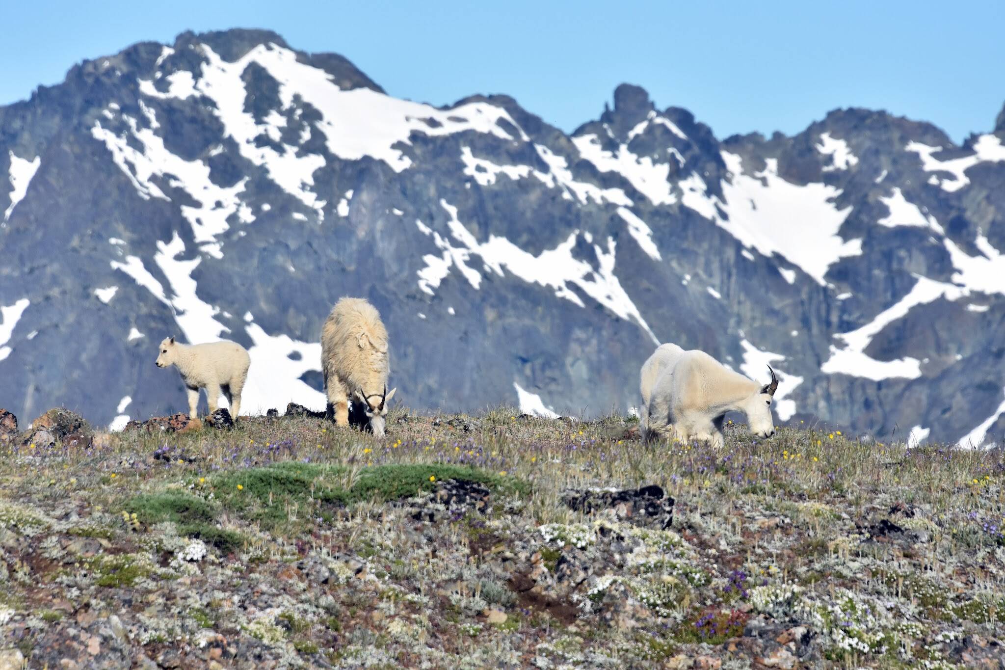 Mountain goats graze in the alpine of the Buckhorn Wilderness in the Olympic Mountains in July 2017. (Caleb Hutton / The Herald)