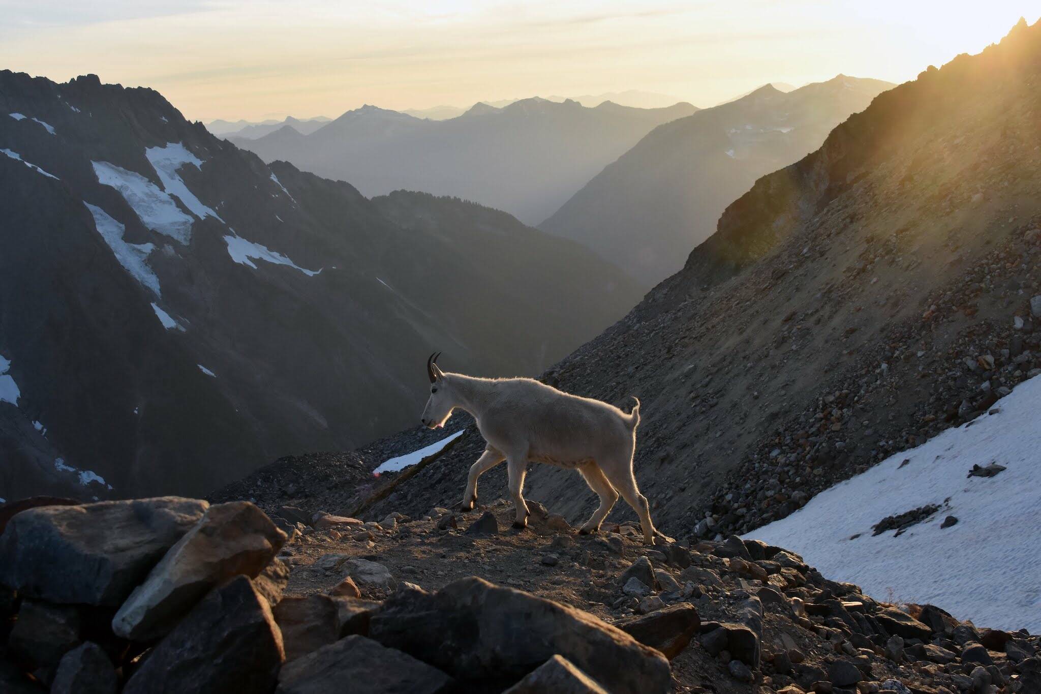A herd of mountain goats in the North Cascades east of Marblemount in August 2017. (Caleb Hutton / The Herald)
