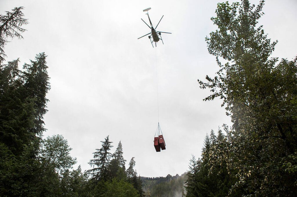 A helicopter picks up a pair of mountain goats from the Mountain Loop Highway bridge over the South Fork Sauk River on Sept. 12, 2018 near Granite Falls. (Olivia Vanni / The Herald)
