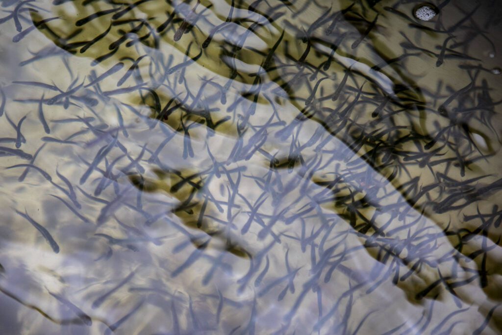 Salmon swim in a PUD smolt trap near Sportsman Park in Sultan, Washington on May 6, 2024. (Annie Barker / The Herald)
