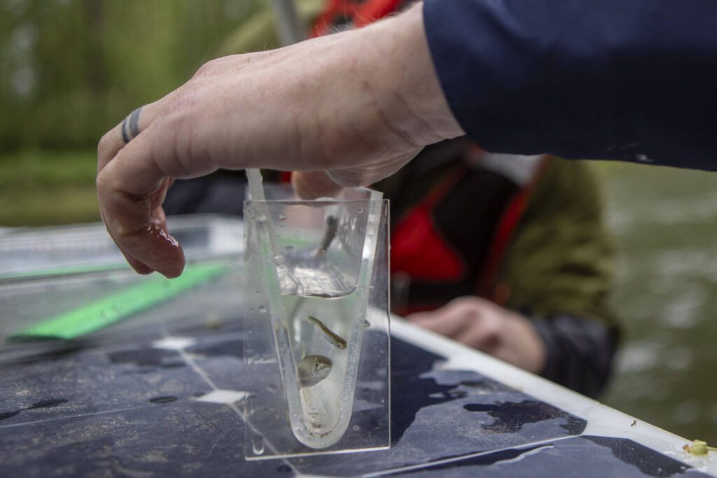 Fish biologist Kyle Legare measures salmon on a PUD smolt trap near Sportsman Park in Sultan, Washington on May 6, 2024. (Annie Barker / The Herald)

