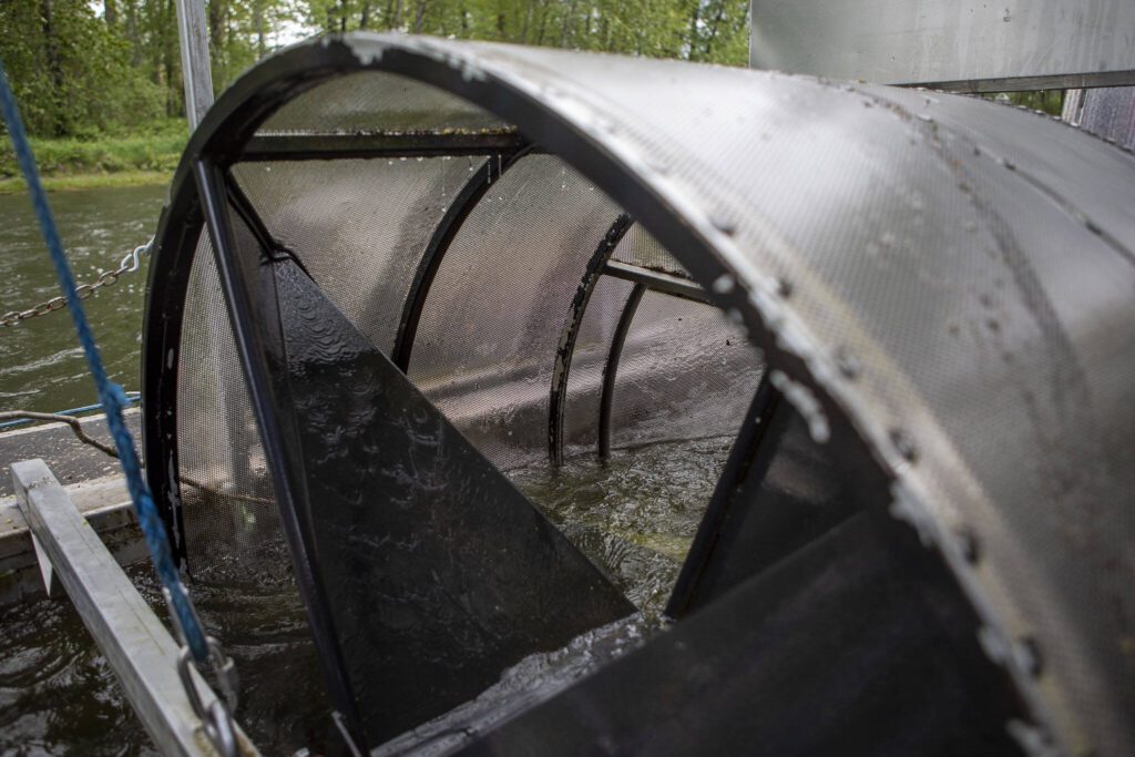 A PUD smolt trap near Sportsman Park in Sultan, Washington on May 6, 2024. (Annie Barker / The Herald)
