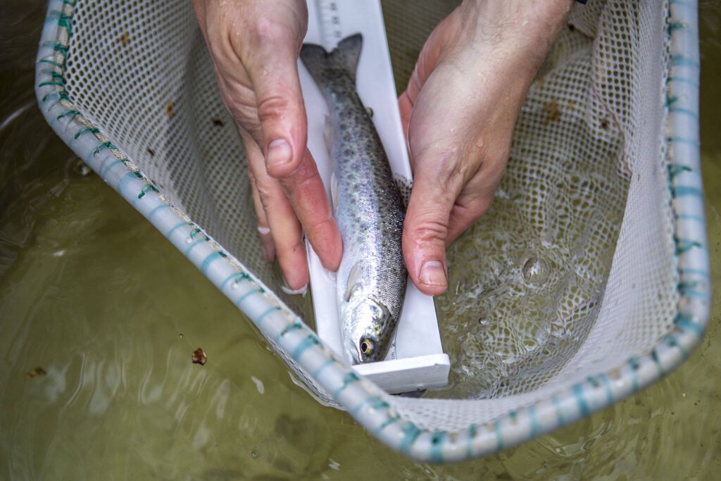 Fish biologist Kyle Legare measures a salmon on a PUD smolt trap near Sportsman Park in Sultan, Washington on May 6, 2024. (Annie Barker / The Herald)
