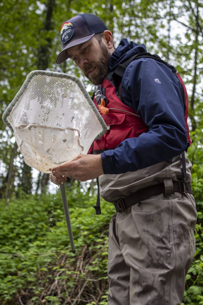 Fish biologist Kyle Legare counts salmon on a PUD smolt trap near Sportsman Park in Sultan, Washington on May 6, 2024. (Annie Barker / The Herald)
