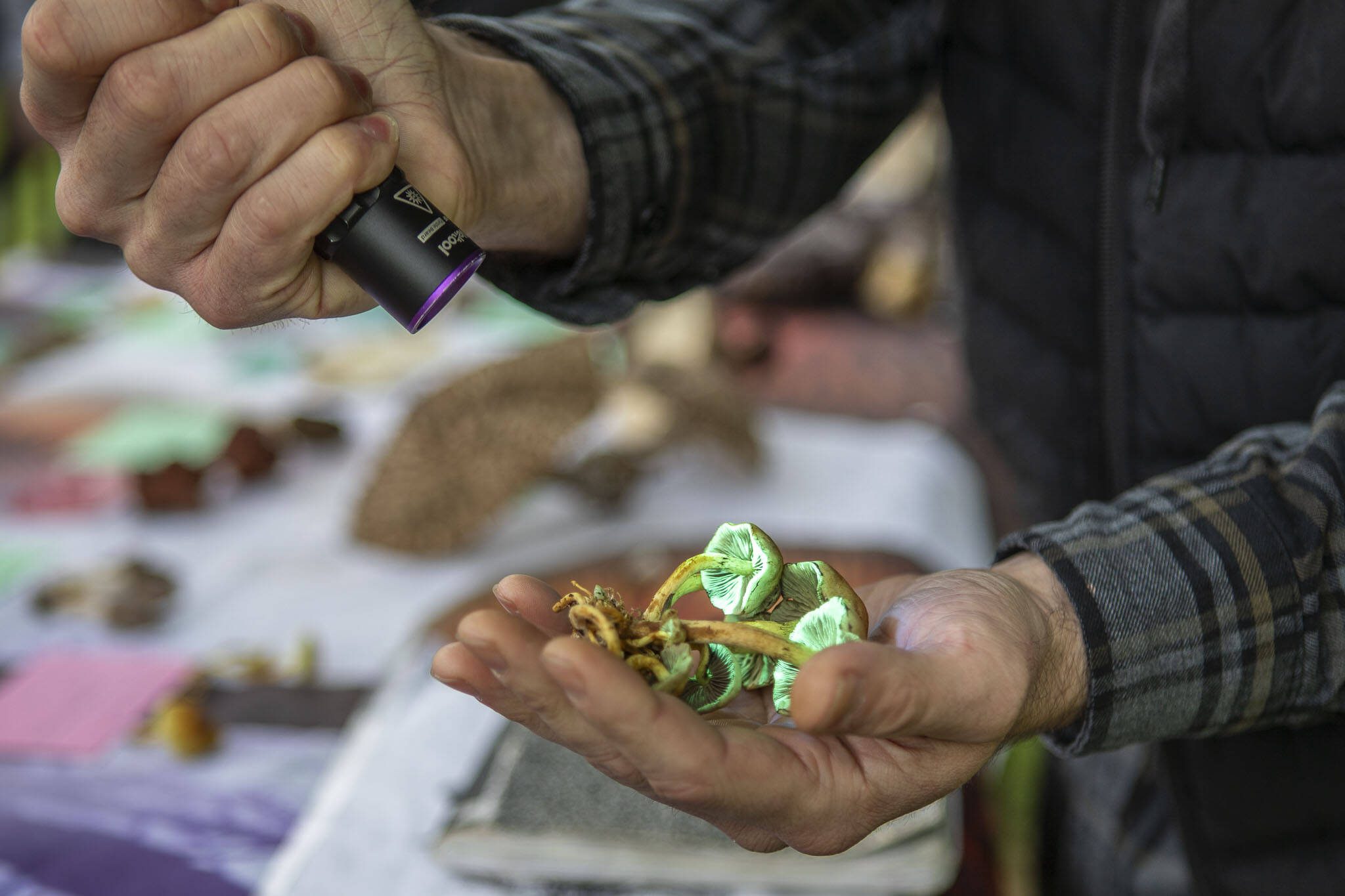 Travis Furlanic shows the fluorescent properties of sulfur tuft mushrooms during a Whidbey Wild Mushroom Tour at South Whidbey Tilth Farmers Market on Saturday, April 27, 2024 in Langley, Washington. (Annie Barker / The Herald)