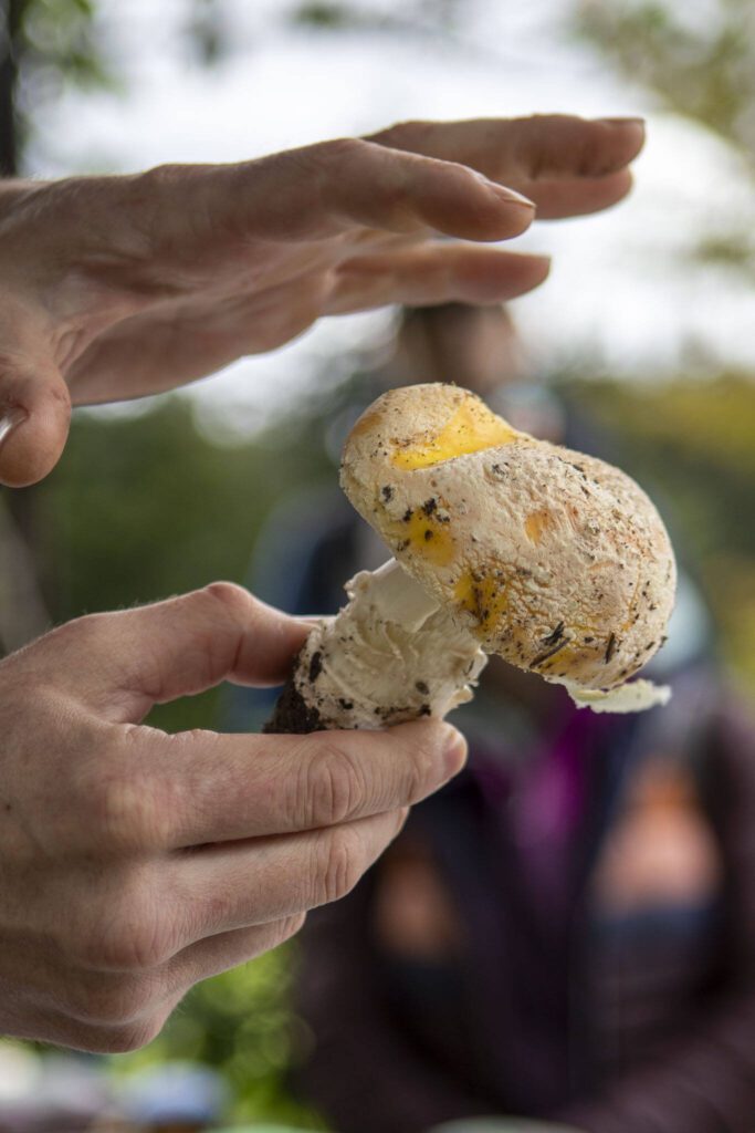 Travis Furlanic shows sunshine amanita mushrooms during a Whidbey Wild Mushroom Tour at South Whidbey Tilth Farmers Market on Saturday, April 27, 2024 in Langley, Washington. (Annie Barker / The Herald)
