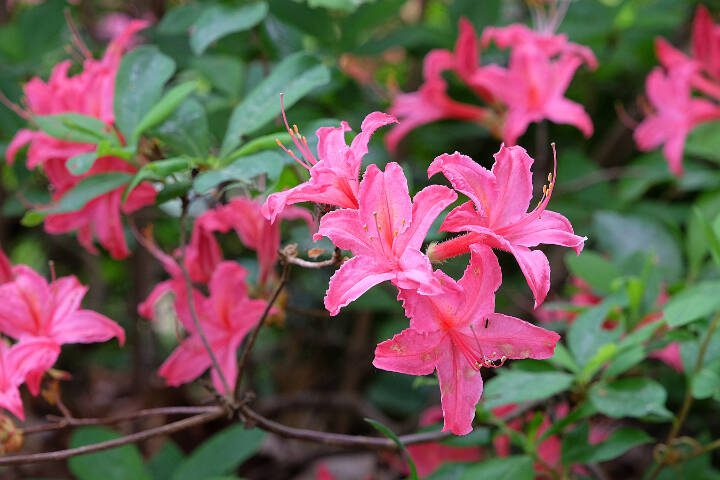 This Western azalea sports bright pink flowers in spring. (Getty Images)