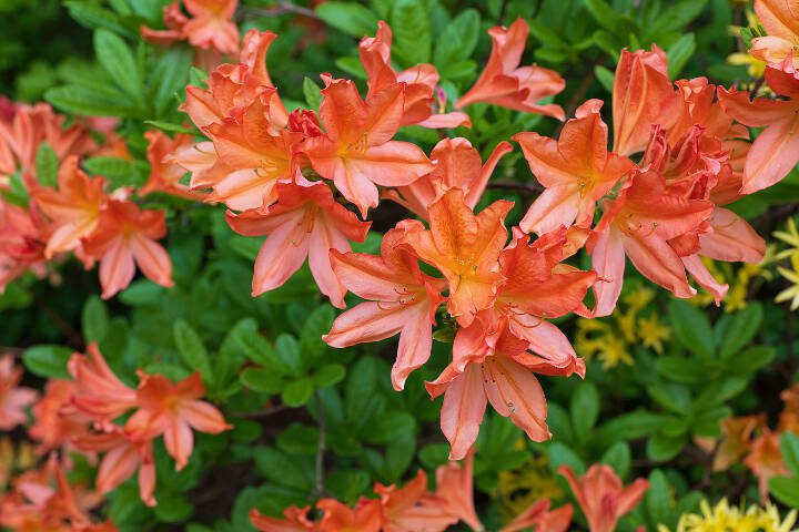 This rhododendron Juanita, a variety of deciduous azalea, boasts orange flowers. (Getty Images)
