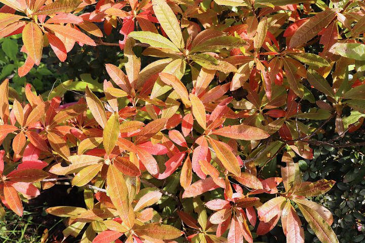 The leaves of a deciduous azalea plant change colors in autumn. (Getty Images)

